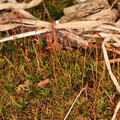 Atrichum altecristatum