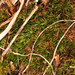 Atrichum altecristatum