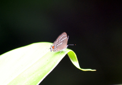 Thestius epopea