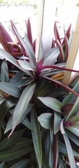 Tradescantia spathacea