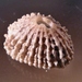 Knobbed Keyhole Limpet - Photo Jan Delsing, no known copyright restrictions (public domain)