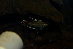 Alfred's Licorice Gourami photo 3