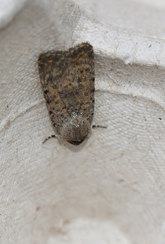 Pale Mottled Willow Moth, Scheveningen, Den Haag, Nederland, photo 7 of 10