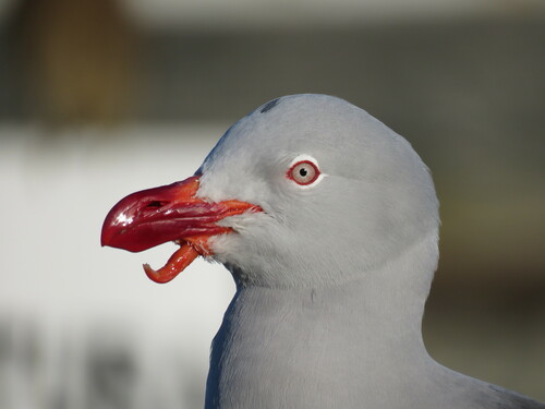 Dolphin Gull｜豚鸥 / 海豚鸥 参考照片