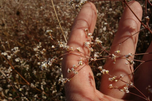 Image of Polygonum arenarium by (c) Aleksei Baushev, some rights reserved (CC BY)