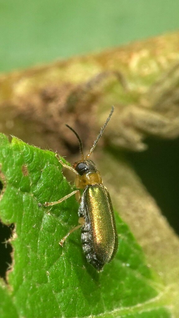 Apophylia metallica from Nagla on August 12, 2023 at 1142 AM by Dinesh