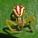 Arañas Cangrejo Vellosas - Photo (c) Ken Schneider, algunos derechos reservados (CC BY-NC), uploaded by K Schneider