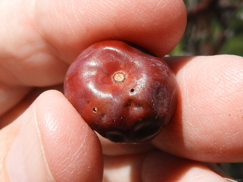 Whiteleaf Manzanita fruiting