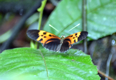 Heliconius numata bicoloratus