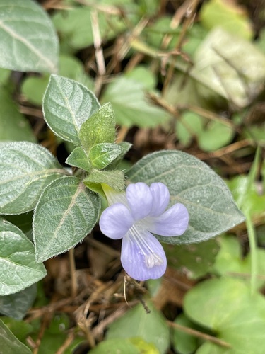 Barleria ventricosa, photograph 4