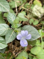 Barleria ventricosa, photograph (c) Jared Lincenberg, some rights reserved (CC BY)