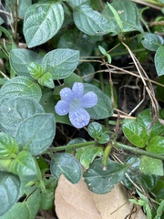 Barleria ventricosa, photograph (c) Jared Lincenberg, some rights reserved (CC BY)