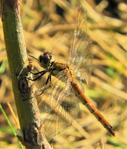 Spotted Darter, Scheerwolde, Netherlands, photo 8 of 10