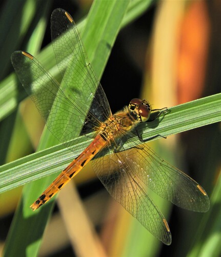 Spotted Darter, Scheerwolde, Netherlands, photo 9 of 10