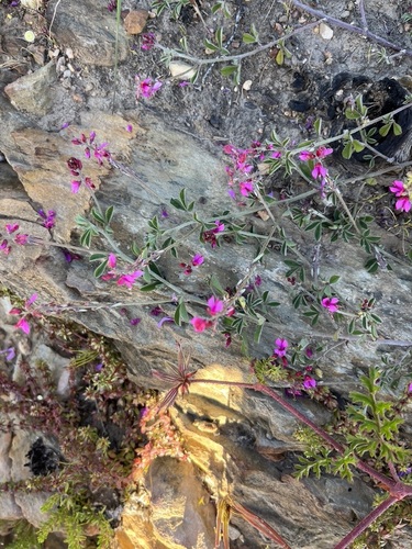 Image of Indigofera incana by (c) Charleen Brunke, some rights reserved (CC BY)