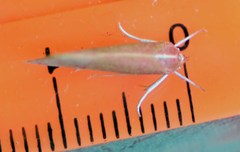 Eomystis rhodopis