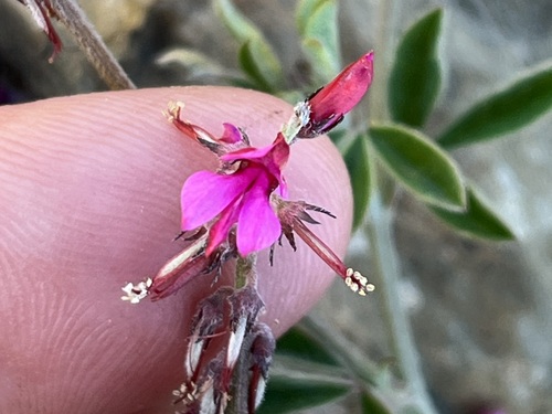 Image of Indigofera incana by (c) Charleen Brunke, some rights reserved (CC BY)