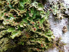 Sticta babingtonii