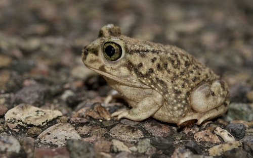 Couch's Spadefoot