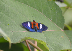 Yanguna cometes