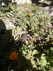 Podarcis muralis