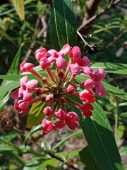 Arachnothryx leucophylla