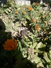 Podarcis muralis