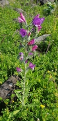 Echium judaeum