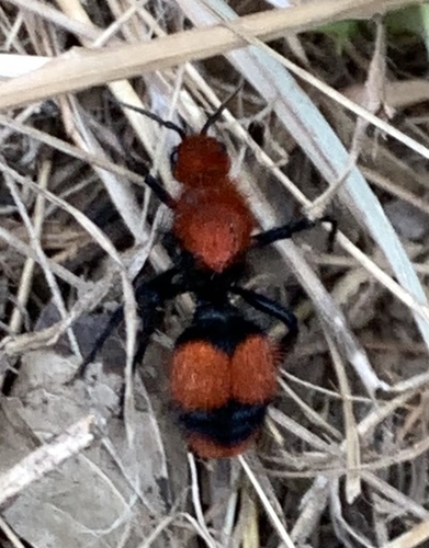Red velvet ant