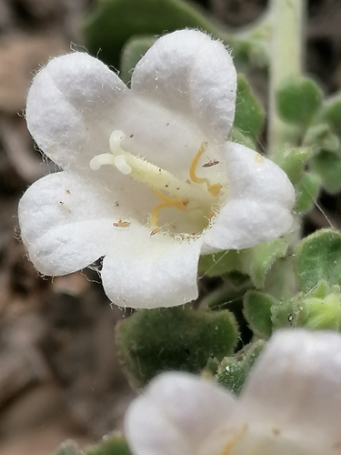 Campanula kachethica