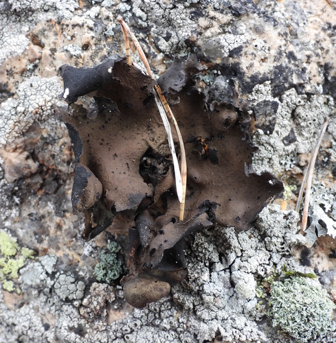Petalled Rocktripe Lichen