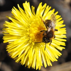 Andrena bicolor