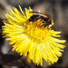 Andrena bicolor
