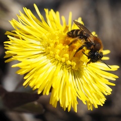 Andrena bicolor