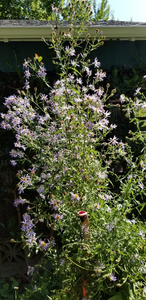 Douglas' Aster from Portland, OR USA on September 9, 2023 at 11:50 AM ...