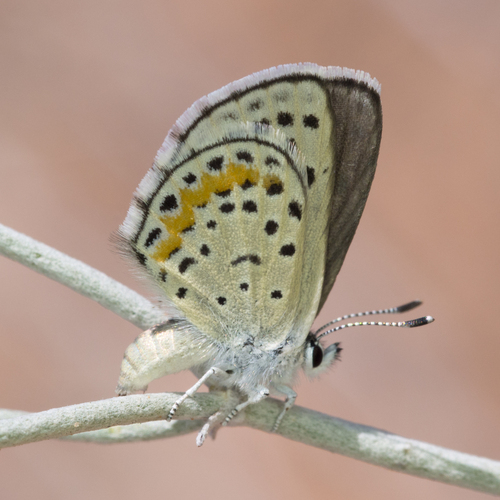 Pallid Blue photo 4