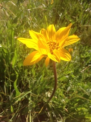 Wyethia