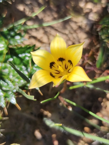 Romulea viridibracteata