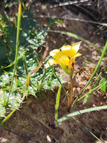 Romulea viridibracteata