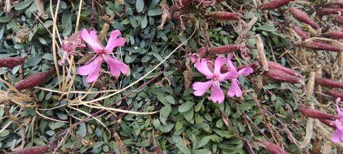 Image of Saponaria sicula by (c) Santiago Martín-Bravo, some rights reserved (CC BY)