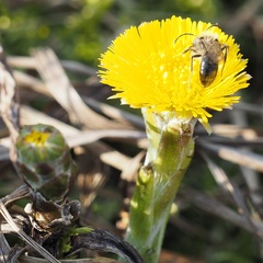 Andrena