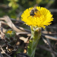 Andrena