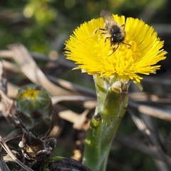 Andrena