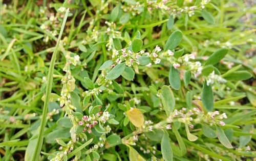 Image of Polygonum boreale by no rights reserved