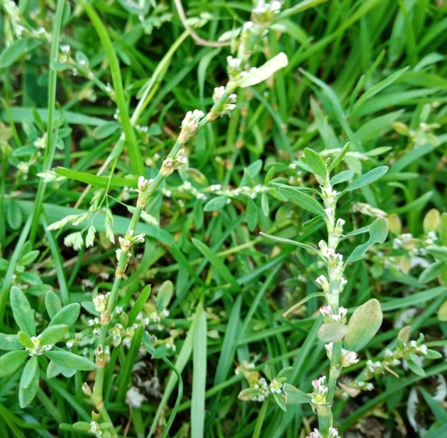Image of Polygonum boreale by no rights reserved