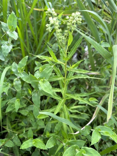 Penthorum chinense, photograph 1