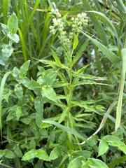 Penthorum chinense, photograph 岸本年郎, CC BY, iNaturalist via GBIF