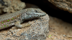 Atlantic Lizard photo 3