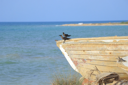 House Crow