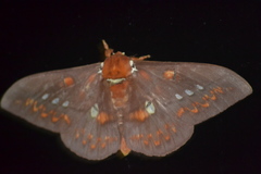 Procitheronia fenestrata